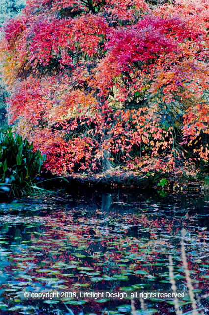 Pondscape Image