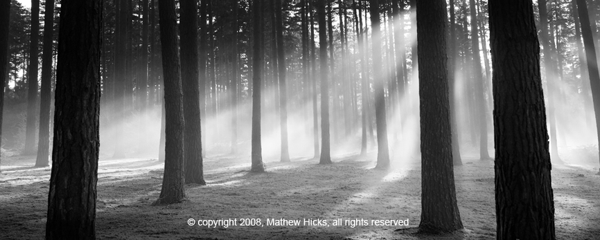 Black & White misty Forest Image