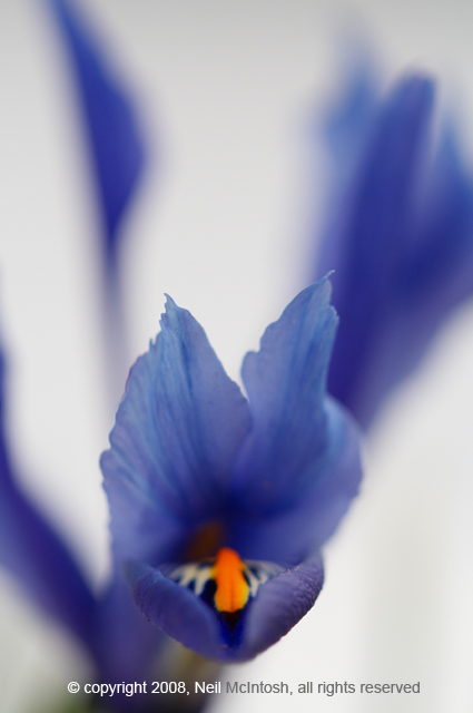 Iris Flower Image