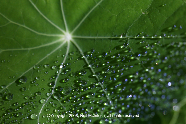 Raindrops on Leaf Image