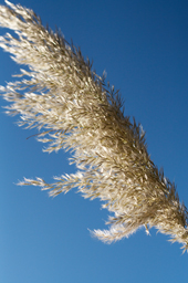Flower Feather Photograph