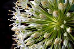 Flower Firworks Photograph