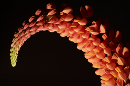 Firepoker Flower Photograph