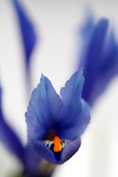 Iris Flower Photograph