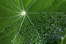 Leaf with Raindrops Photograph