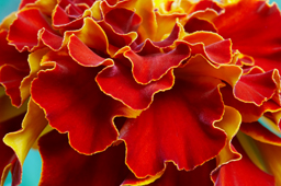 Red Flower Photograph