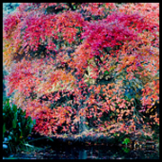 Landscape wih Tree and Pond